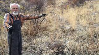 How to Harvest Lomatium with Michael Pilarsk quotSkeeterquot [upl. by Aznola]