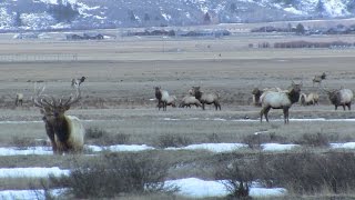 National Elk Refuge Winter 2015 HUGE 9x8 Bull Elk Caught on Camera [upl. by Yoong]