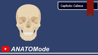 Anatomía del Cráneo 1  Generalidades huesos y regiones [upl. by Aliuqet94]