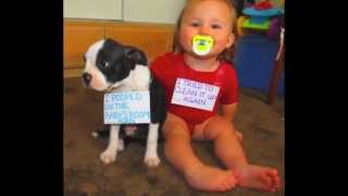 Dog shaming highlights 2012 [upl. by Ahsieki]