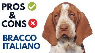 Bracco Italiano Pros and Cons  Bracco Italiano Advantages and Disadvantages [upl. by Acnayb462]