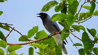 Black Faced Cuckoo Shrike  Birds  Bird Sound  nadodikathaigal  Tamil  Travel  Australia [upl. by Beverlee632]