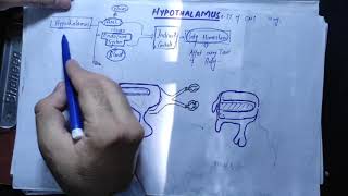 Neuronantomy Chapter 13 part 1Hypothalamusconnections of HypothalamusFunction of Hypothalamus [upl. by Releehw]