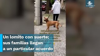 Joven encuentra a su perrito después de 6 años pero ve que tiene otra familia [upl. by Ham]