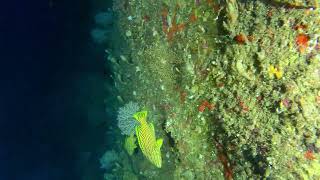 Scuba Diving Mauritius Mamie Neto 96 m 28 April 2024 [upl. by Daria390]