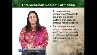 Enterocoelous coelom formation  Animal Diversity Invertebrates Theory  ZOO512TTopic019 [upl. by Nerrak]