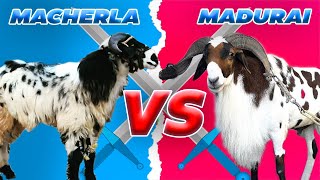 MACHERLA VS MADURAI SHEEP BREED COMPARISON [upl. by Naashom]