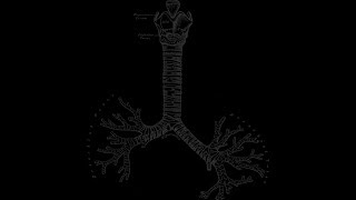 Анатомия нижних дыхательных путей [upl. by Nosylla]