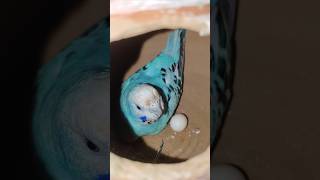 Budgies bird ki update🙂ytshorts shorts budgies birds [upl. by Nedarb782]