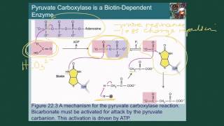 Pyruvate carboxylase and PEPCK [upl. by Cannell]