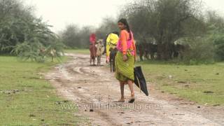 Tall Rajasthani girl walks in monsoon season umbrella in hand goat in tow [upl. by Elman]