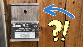 Bees N Things Carpenter Bee Trap  Quick Review [upl. by Stier]