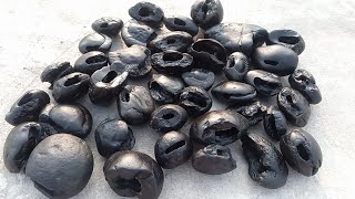 Shaligram stone fourty five different types of shaligram shila collection  gandaki river shaligram [upl. by Chalmers603]