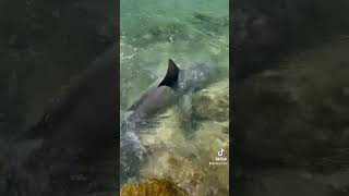 Tiburón 🦈 de puntas negras isla morada FL [upl. by Naitsirhk]