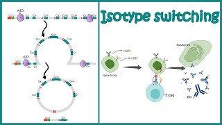 Isotype switching  class switching recombination  Antibody class switching  antibody diversity [upl. by Wurtz]