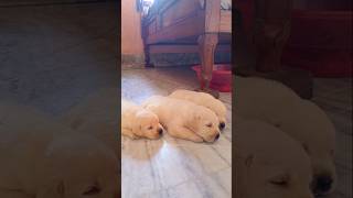 Punch face heavy bone labrador puppy labrador puppy shortsfeed shots subscribe youtubeshorts [upl. by Obola126]