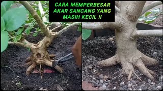 Cara mengatasi akar sancang yang masih kecil [upl. by Alliber]