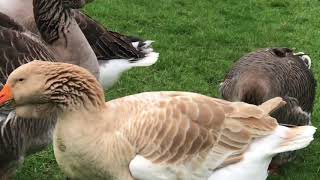 Buff Exh Dewlap toulouse goose [upl. by Ayotaj661]