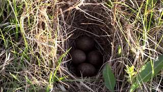 Bieszczady  Skowronek gniazdo i jaja  Nest and eggs  Alauda arvensis  Eurasian skylark [upl. by Ettenor]