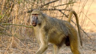 The Tragic Side Effects of a Baboon Leadership Battle [upl. by Tannenwald]