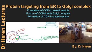 Protein targeting from ER to Golgi body [upl. by Elledoj]