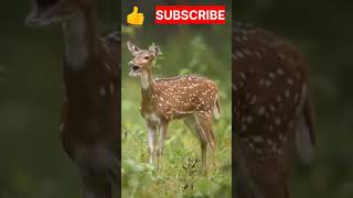 Deer Deer Sounds shorts viral trending deer [upl. by Broddy430]