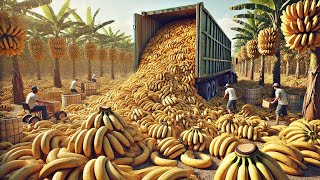 Mega Fábrica de Bananas Cómo Se Cosechan y Procesan Miles de Millones [upl. by Sidhu]