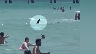 WATCH Shark seen moving past swimmers at beach in Florida [upl. by Wisnicki]