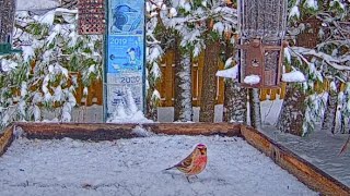 First Common Redpoll Returns To Snowy Feeders In Manitouwadge Ontario – Nov 9 2023 [upl. by Nnayrb]