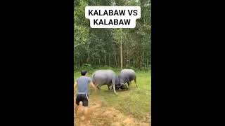 KALABAW VS KALABAW SINO KAYA MANALO [upl. by Fortunia]