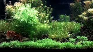 75 Gallon Planted Tank [upl. by Eellah275]