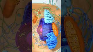 3d animation cell structure😍shorts youtubeshorts cell [upl. by Julissa954]