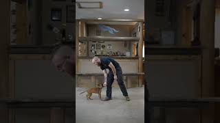 Puppy Training Fundamentals of Engagement [upl. by Chung50]