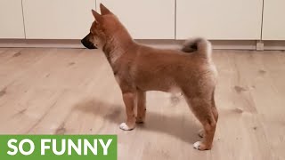 Shiba Inu puppy totally loses it when owner comes home [upl. by Hujsak]