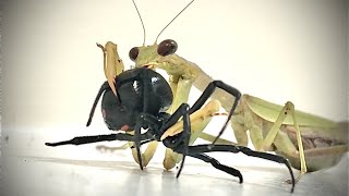 CAROLINA MANTIS VS BLACK WIDOW [upl. by Reed]