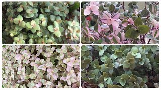 Types of Callisia Repens  Callisia [upl. by Cone]