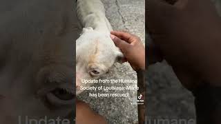 Update from the Humane Society of Louisiana Your donations will save little Maries life [upl. by Kinelski]