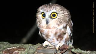 Northern Sawwhet Owl Call [upl. by Nissy]