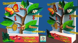 butterfly life cycle model with thermocol [upl. by Eitnom]