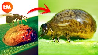 10 ZOMBIE ANIMALS Controlled By PARASITES 🦟😱 [upl. by Shaia962]