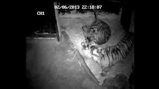 First glimpse of rare Sumatran tiger cubs born at Chester Zoo [upl. by Dun954]