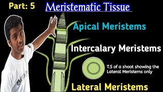 Apical Meristems  Lateral Meristems  Intercalary Meristems  Meristematic tissue Class 9 [upl. by Ssenav]