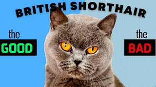 British Shorthair Cat PROS amp CONS  Must Watch Before Getting One [upl. by Midis]