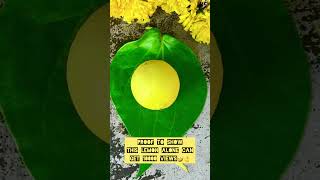 This auspicious lemon 🍋 can give 100000 views🤑🤣 funk god lemon views subscribers [upl. by Silsbye]