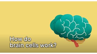 How do brain cells work [upl. by Htepsle]