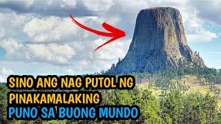 Sino ang Nagputol ng Pinakamalaking Puno sa Mundo 8 na pinakamalaking puno [upl. by Morrison918]