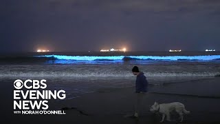 Bioluminescence lights up Southern California’s coastal waters [upl. by Thane34]