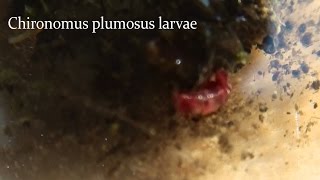 Chironomus plumosus larvae [upl. by Uziel]