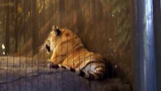 Tiger roaring at the Lincoln Park Zoo in Chicago IL [upl. by Adeehsar983]