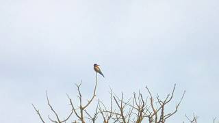 Bee Eaters East Leake July 2017 [upl. by Roderick]